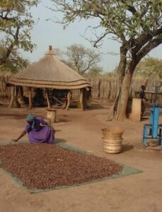 shea butter kernel