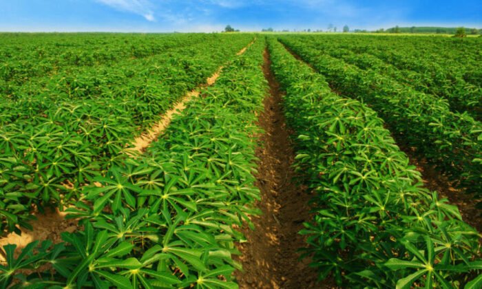 cassava Farming Nigeria