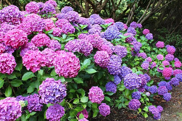 Most-Beautiful-Flowers-in-The-World-hydrangea