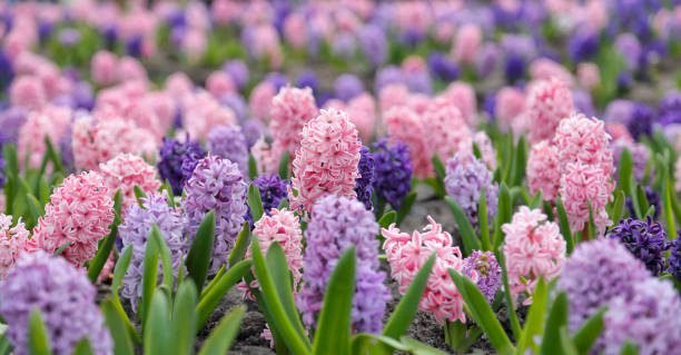 Most-Beautiful-Flowers-in-The-World-hyacinth