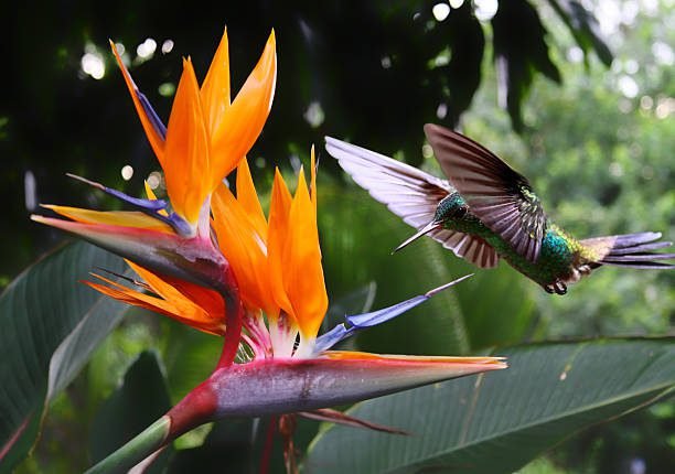 Most-Beautiful-Flowers-in-The-World-bird-of-paradise