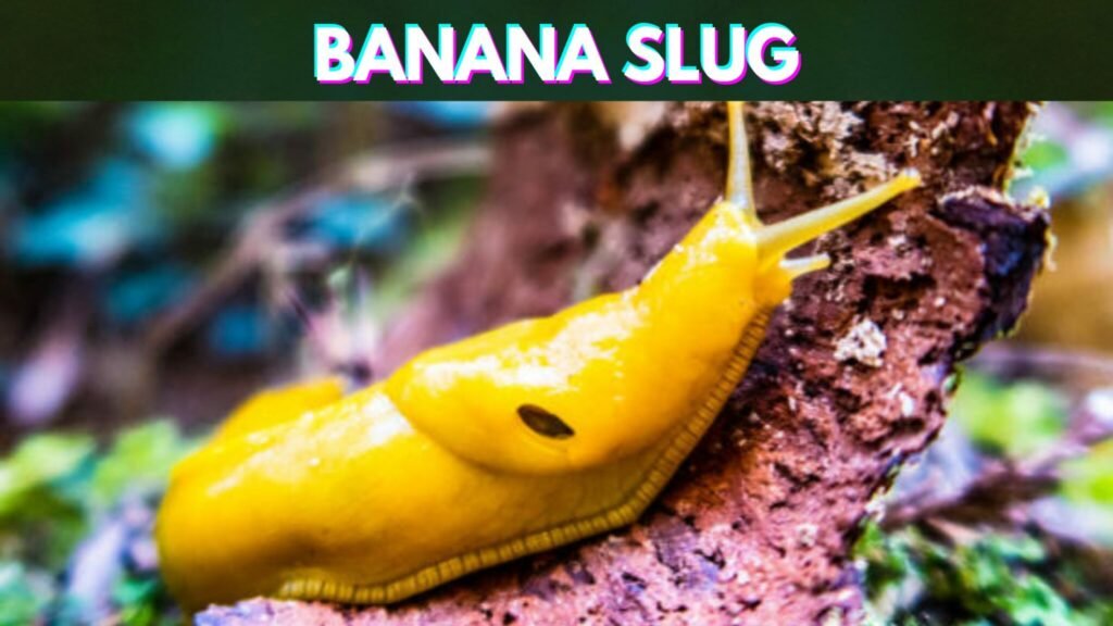 Slowest-Animals-in-the-World