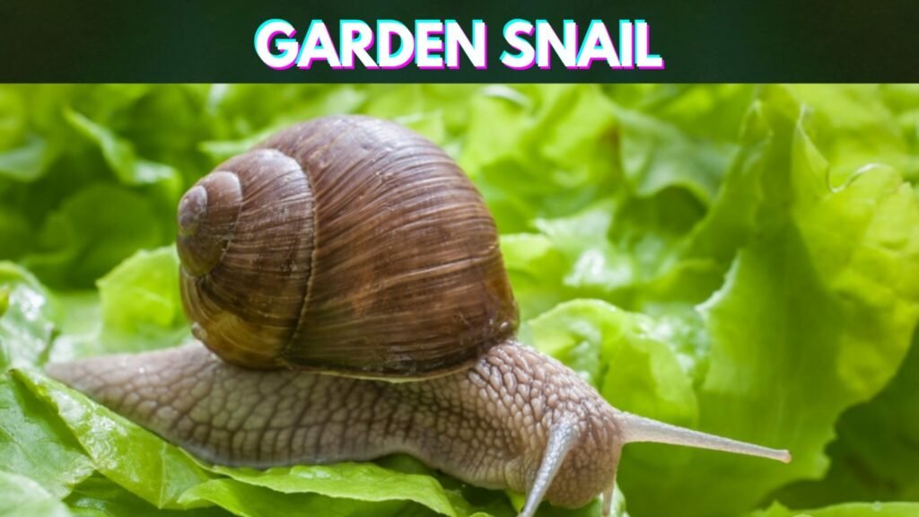 Slowest-Animals-in-the-World