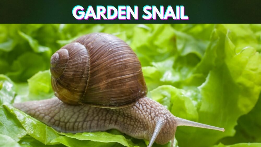 Slowest-Animals-in-the-World