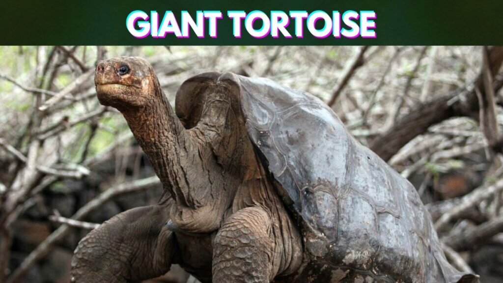Slowest-Animals-in-the-World