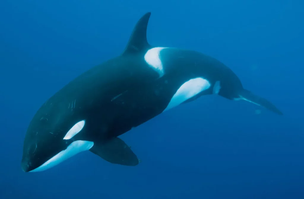 Killer Whale