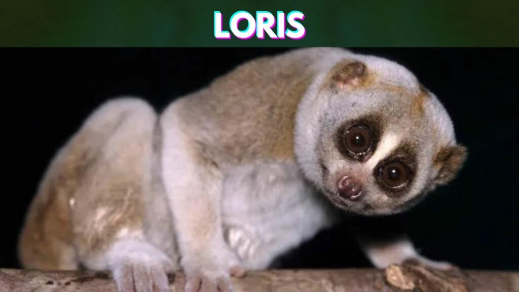 Slowest-Animals-in-the-World