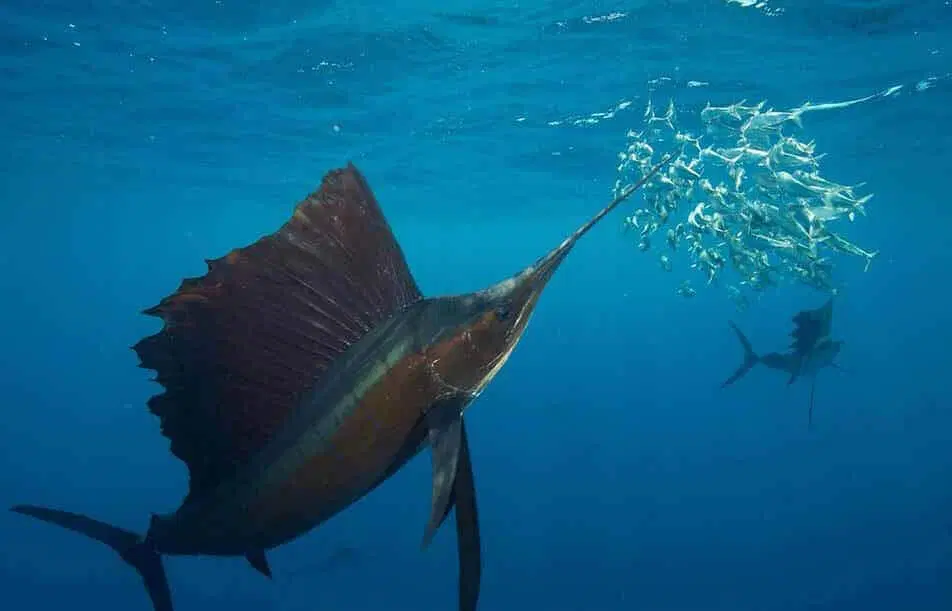 Sailfish