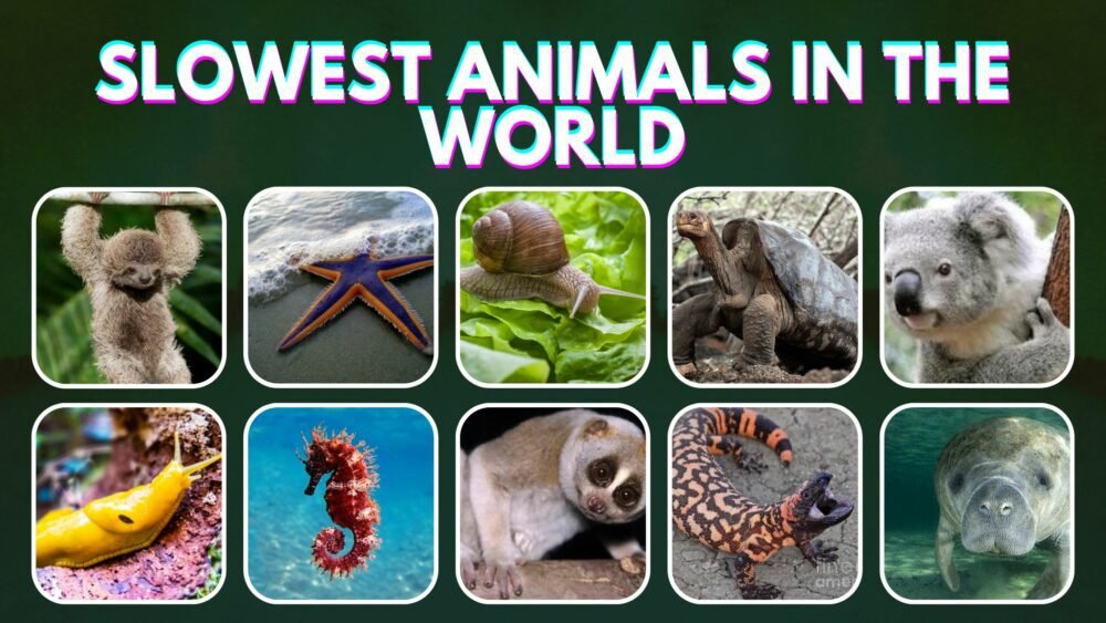 Slowest-Animals-in-the-World