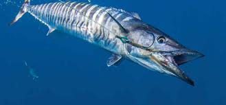 The Wahoo