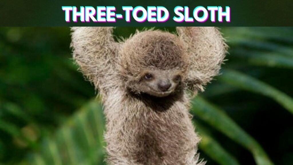 Slowest-Animals-in-the-World