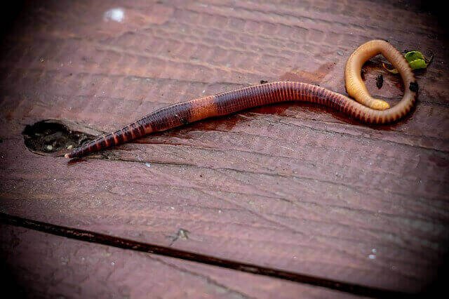 Weakest-Animals-In-The-World