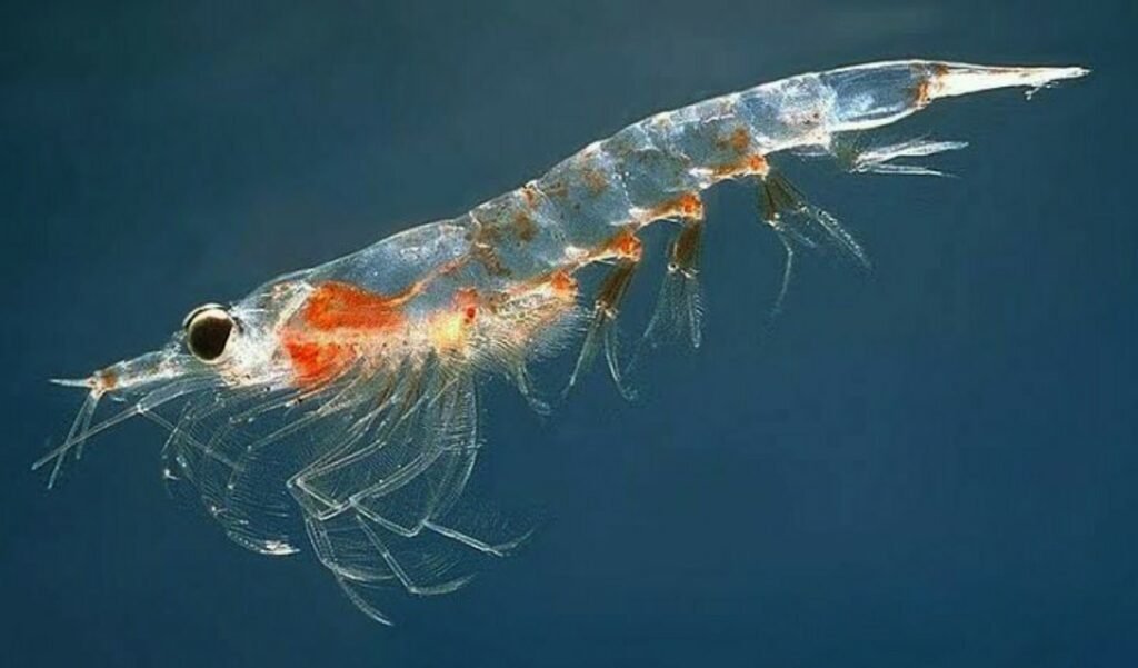 Weakest-Animals-In-The-World