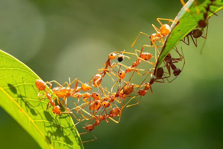 Weakest-Animals-In-The-World