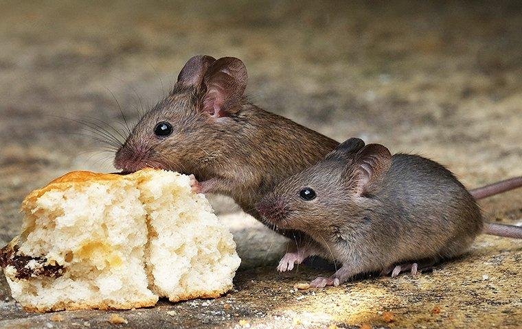 Weakest-Animals-In-The-World