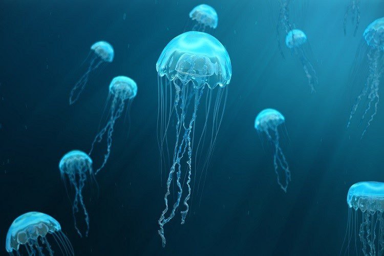 Weakest-Animals-In-The-World