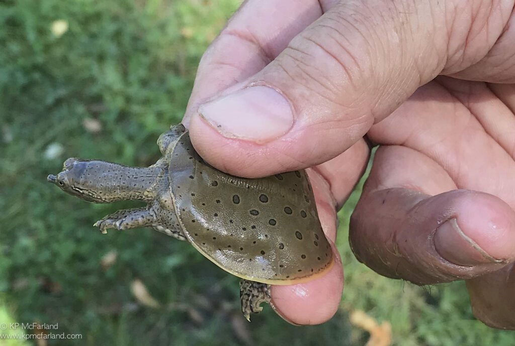 Weakest-Animals-In-The-World
