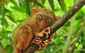 Weakest-Animals-In-The-World