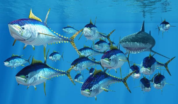 Yellowfin Tuna