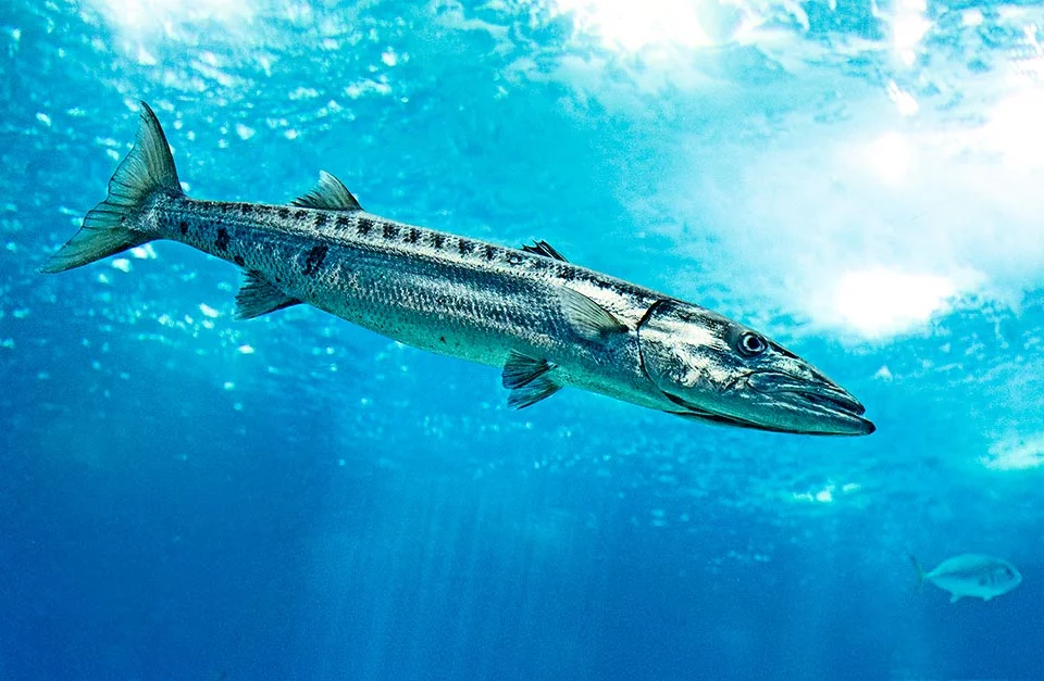 barracuda
