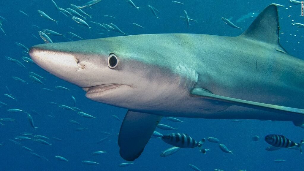 blue shark