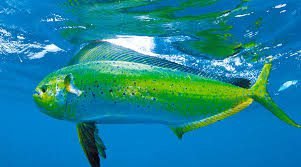 dorado