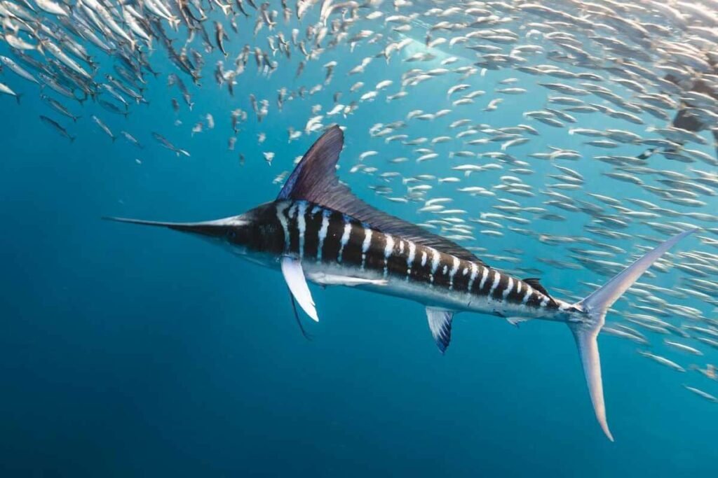 Black-Marlin
