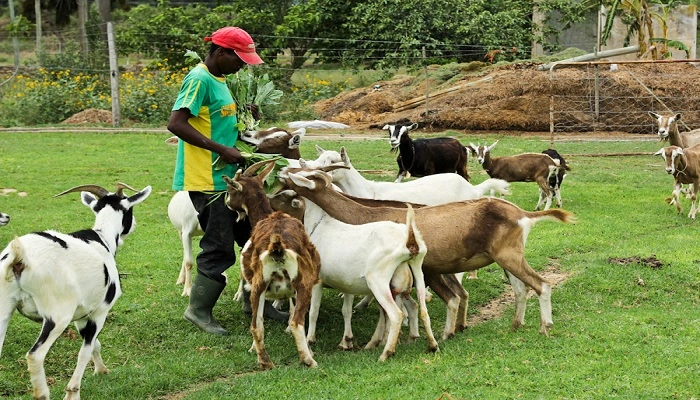 How to Start GOAT Farming Business in Nigeria